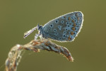 Icarusblauwtje (Polyommatus icarus), Staverden