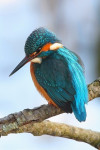 IJsvogel (Alcedo atthis), Den Oever