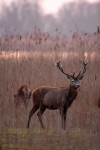 10-Ender (Cervus elaphus) bij het riet, Oostvaardersplassen