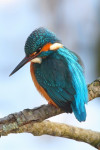 IJsvogel in de winter, Den Oever