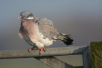 Houtduif (Columba palumbus), Arkemheen