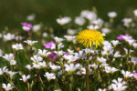 Paardenbloem, Kootwijk
