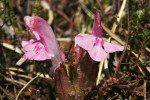 Heidekartelblad (Pedicularis sylvatica), Speuld