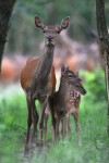 Hinde met kalveren (Cervus elaphus), Veluwe 