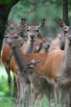 Roedel hindes met kalveren, Veluwe 