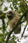 Ransuilkuiken (Asio otus) RL KW, Ermelo