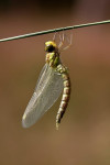 Gewone oeverlibel (Orthetrum cancellatum), Nieuw Milligen