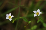 Geelhartje (Linum catharticum) RL KW, Speuld