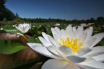 Waterlelie (Nymphaea alba), Loofles