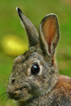 Konijn (Oryctolagus cuniculus) RL GE, Ermelo