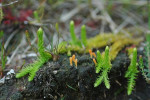 Lenteknotszwam (Clavulinopsis vernalis) RL BE, Speuld
