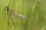 Gewone oeverlibel vrouwtje (Orthetrum cancellatum), Staverden