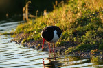 Scholekster (Haematopus ostralegus), Arkemheen