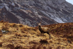 Edelhert, Glen Coe