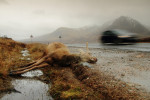 Dood edelhert A82, Glen Coe