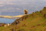 Schapen aan zee, Isle of Skye
