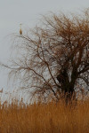 Grote zilverreiger (Egretta alba) in boom RL GE, Arkemheen