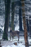 Hinde in de sneeuw, Leuvenum