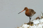Grutto (Limosa limosa) in de sneeuw, Arkemheen