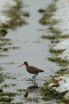 Grutto (Limosa limosa), Arkemheen