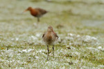 Geringde grutto (Limosa limosa), Arkemheen