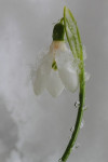 Sneeuwklokje (Galanthus nivalis), Ermelo