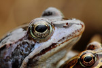Heikikker (Rana arvalis), Elspeet