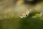 'Sprookjes-bosanemoon' (Anemone nemorosa), Staverden