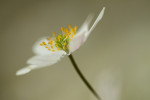 Bosanemoon (Anemone nemorosa), Staverden