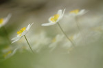 Bosanemoon (Anemone nemorosa), Staverden