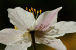 Bosanemoon in tegenlicht (Anemone nemorosa), Staverden