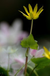 Speenkruid (Ranunculus ficaria) tussen bosanemoon, Staverden