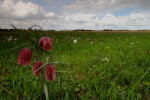 Wilde kievitsbloemen (Fritillaria meleagris), BE, Overijssel