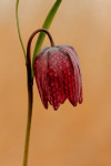 Wilde kievitsbloem (Fritillaria meleagris) BE, Overijssel