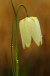 Wilde kievitsbloemen (Fritillaria meleagris) BE, Overijssel