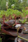 Waterdrieblad  (Menyanthes trifoliata) in ven GE, Nunspeet
