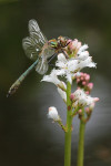 Smaragdlibel (Cordulia aenea) op waterdrieblad, Nunspeet