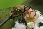 Detail van verse smaragdlibel (Cordulia aenea) , Nunspeet