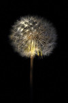 Paardenbloem (Taraxacum officinale)  in de nacht, Speuld