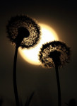 Paardenbloem bij maanlicht (Taraxacum officinale, mei Speuld