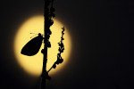 Klein geaderd witje (Pieris napi) in maanlicht, Speuld