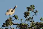 Lepelaar, poetsend in een boom (Platalea leucorodia), NH