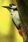 Grote bonte specht  (Dendrocopos major) mannetje, Ermelo
