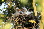 Nest met jonge lepelaars(Platalea leucorodia), Noord Holland
