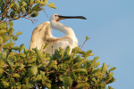 Lepelaar in boom (Platalea leucorodia), Noord Holland
