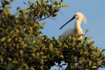 Lepelaar in boom (Platalea leucorodia), Noord Holland