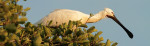 Lepelaar in boom (Platalea leucorodia), Noord Holland