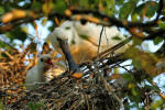 Lepelaar met jong (Platalea leucorodia), Noord Holland