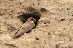 Oeverzwaluw (Riparia riparia) bij nest, Harderwijk