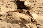 Overzwaluw (Riparia riparia) bij nest, Harderwijk